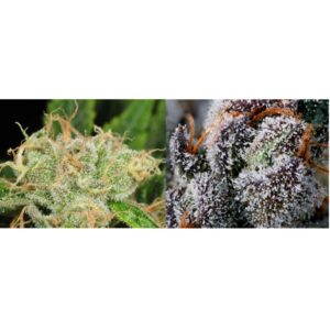 Flower Expert Combo – Two 1/4 oz of Premium Cannabis Flower